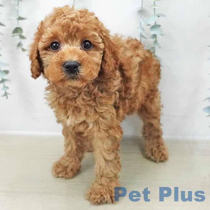 長野県のトイプードル(トイ) (ペットプラス 上田店/2025年11月8日生まれ/男の子/レッド)の子犬の1枚目の画像