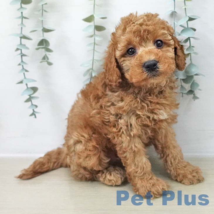 長野県のトイプードル(トイ) (ペットプラス 上田店/2025年11月8日生まれ/男の子/レッド)の子犬の2枚目の画像