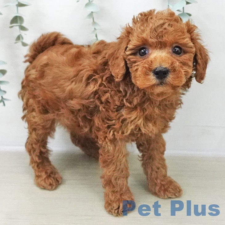 山梨県のトイプードル(トイ) (ペットプラス 甲府昭和店/2025年11月8日生まれ/男の子/レッド)の子犬の1枚目の画像