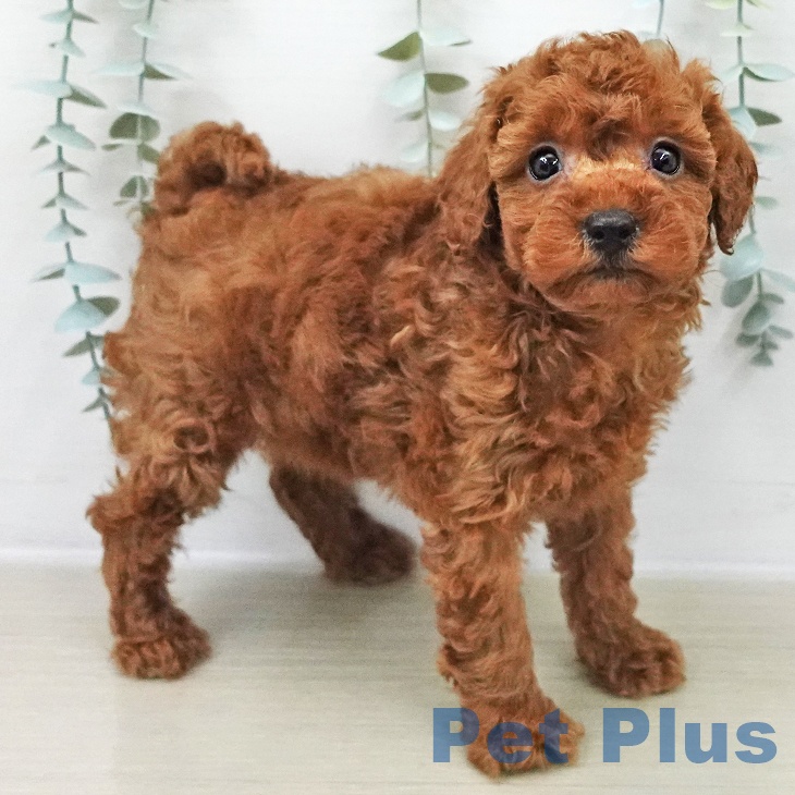 長野県のトイプードル(トイ) (ペットプラス 須坂店/2025年11月8日生まれ/女の子/レッド)の子犬の1枚目の画像