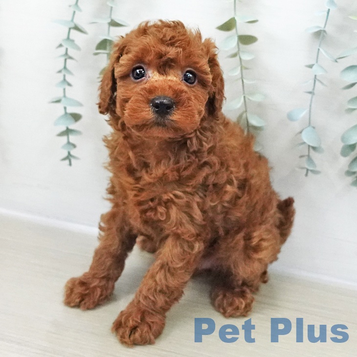 長野県のトイプードル(トイ) (ペットプラス 須坂店/2025年11月8日生まれ/女の子/レッド)の子犬の2枚目の画像