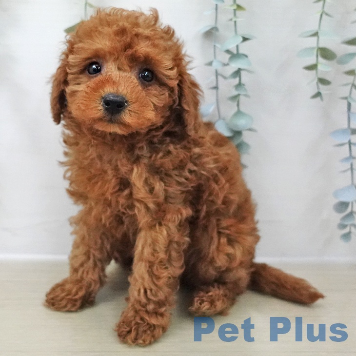 埼玉県のトイプードル(トイ) (ペットプラス 浦和美園店/2025年11月8日生まれ/男の子/レッド)の子犬の1枚目の画像