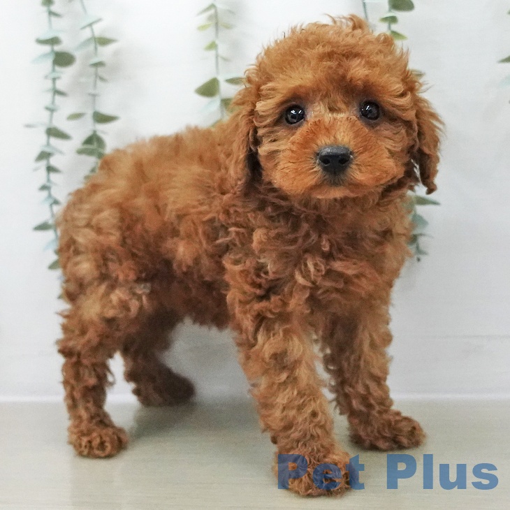 埼玉県のトイプードル(トイ) (ペットプラス 浦和美園店/2025年11月8日生まれ/男の子/レッド)の子犬の2枚目の画像