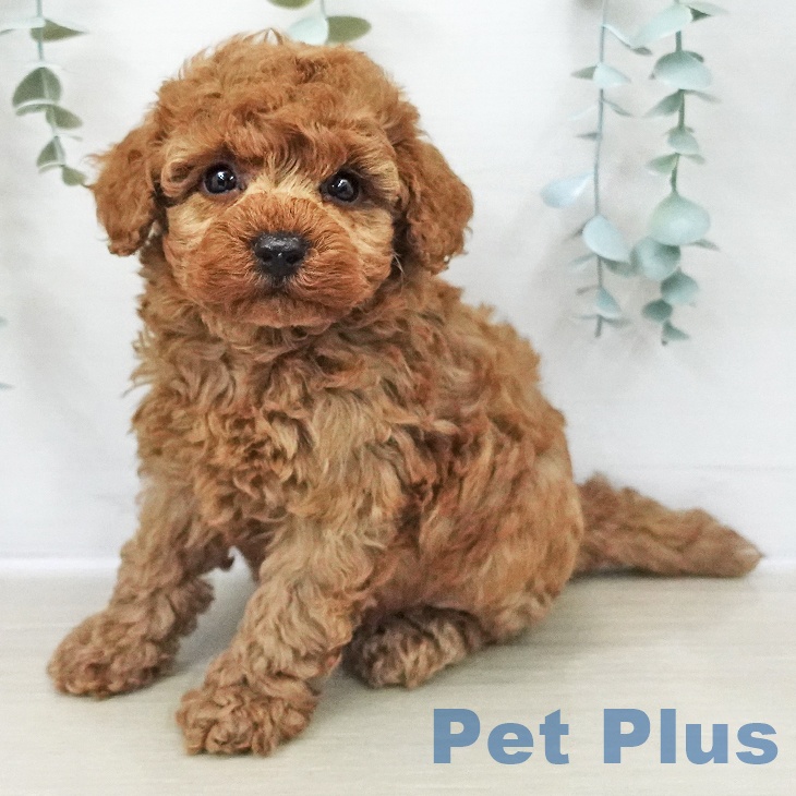 神奈川県のトイプードル(トイ) (ペットプラス 湘南平塚店/2025年11月8日生まれ/男の子/レッド)の子犬の1枚目の画像
