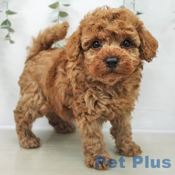 神奈川県のトイプードル(トイ) (ペットプラス 湘南平塚店/2025年11月8日生まれ/男の子/レッド)の子犬の2枚目の画像