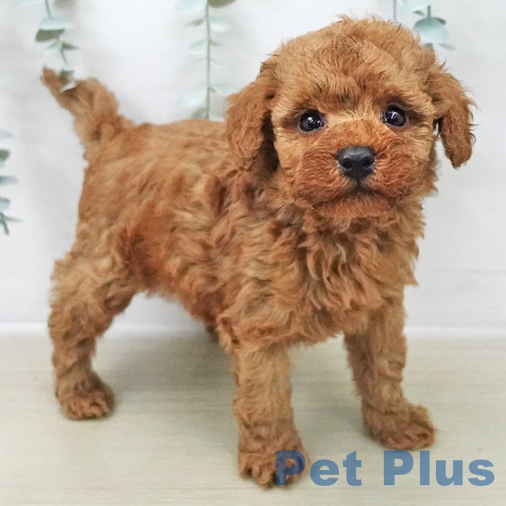 神奈川県のトイプードル(トイ) (ペットプラス テラスモール湘南店/2025年11月8日生まれ/男の子/レッド)の子犬の1枚目の画像