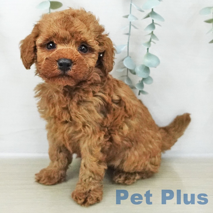 神奈川県のトイプードル(トイ) (ペットプラス テラスモール湘南店/2025年11月8日生まれ/男の子/レッド)の子犬の2枚目の画像