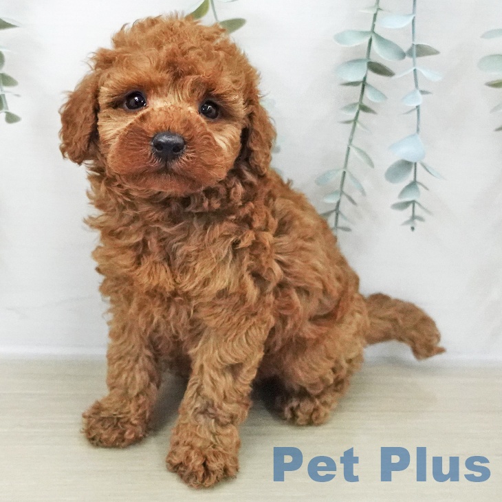 埼玉県のトイプードル(トイ) (ペットプラス コクーンシティ店/2025年11月8日生まれ/男の子/レッド)の子犬の1枚目の画像