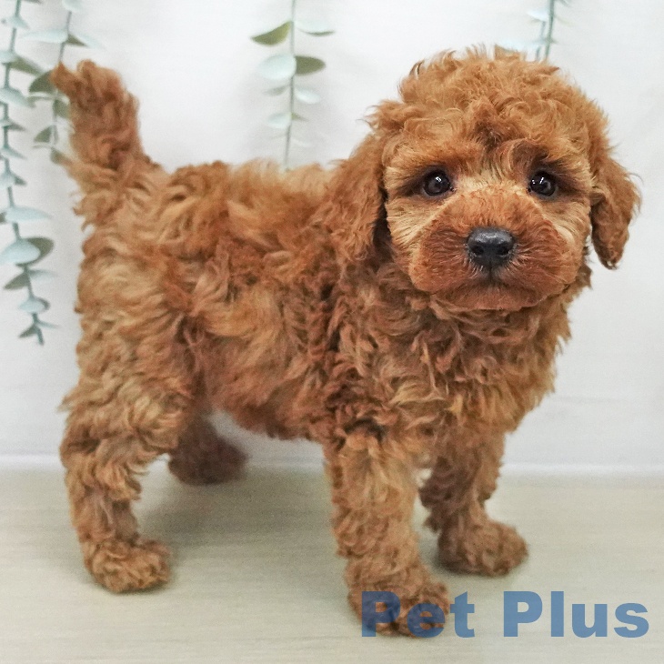 埼玉県のトイプードル(トイ) (ペットプラス コクーンシティ店/2025年11月8日生まれ/男の子/レッド)の子犬の2枚目の画像