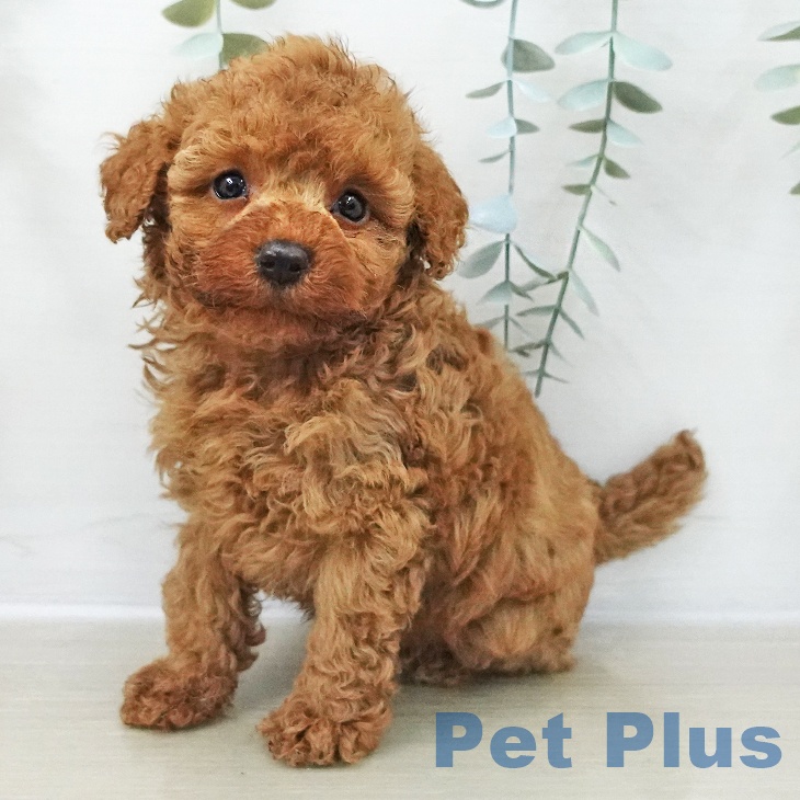 東京都のトイプードル(トイ) (ペットプラス アクアシティお台場店/2025年11月8日生まれ/男の子/レッド)の子犬