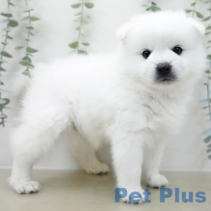 茨城県の日本スピッツ (ペットプラス つくば店/2025年11月5日生まれ/男の子/ホワイト)の子犬の1枚目の画像