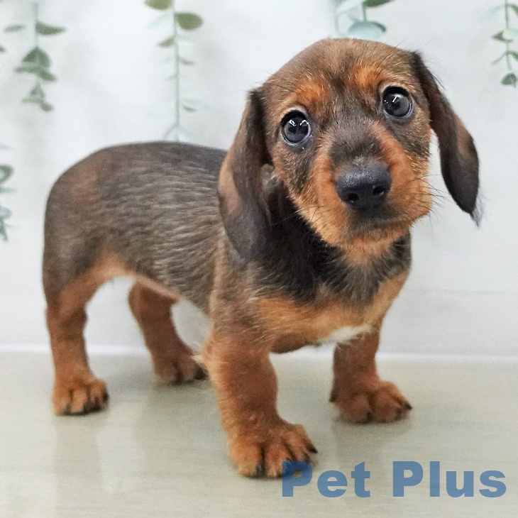 東京都のミニチュアダックスフンド(ロング) (ペットプラス 日の出店/2025年11月8日生まれ/女の子/レッド)の子犬の1枚目の画像