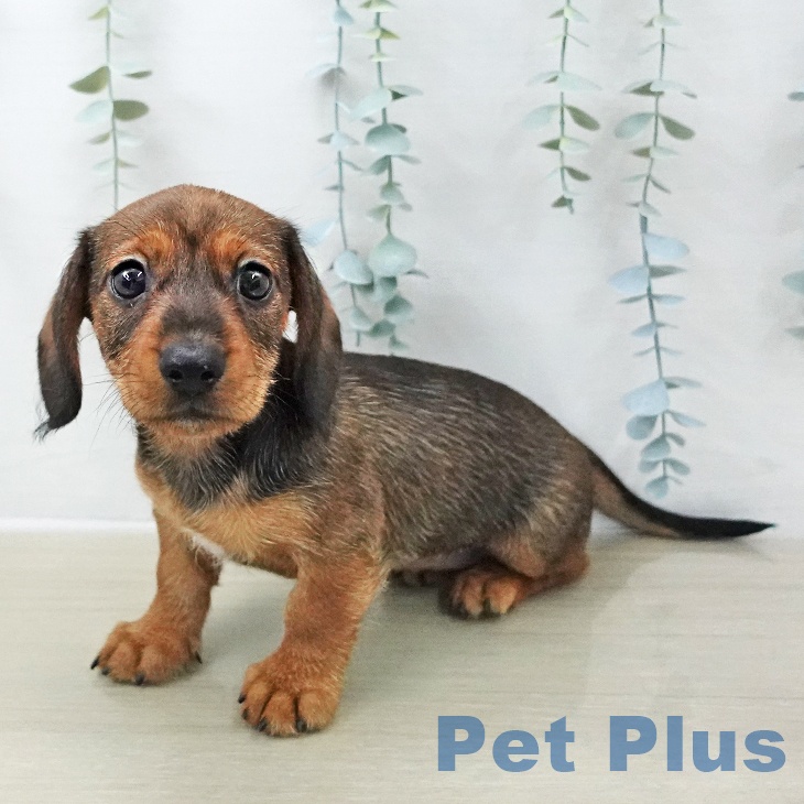 東京都のミニチュアダックスフンド(ロング) (ペットプラス 日の出店/2025年11月8日生まれ/女の子/レッド)の子犬の2枚目の画像