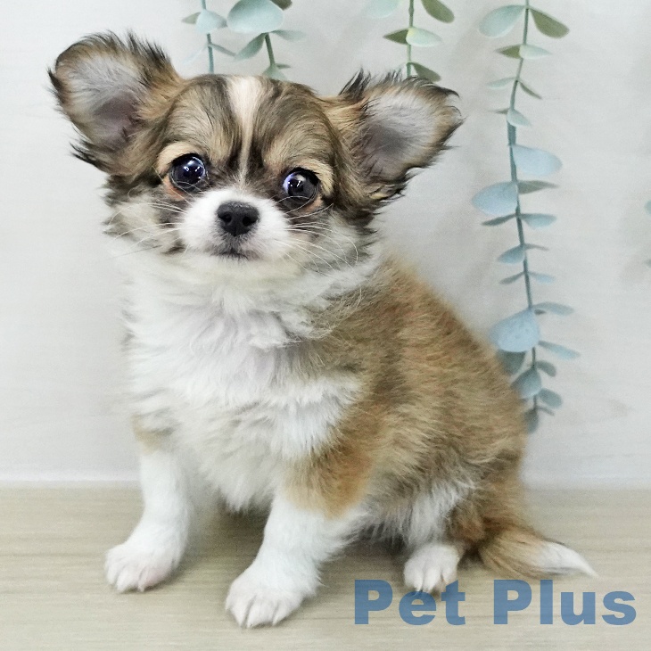 千葉県のチワワ(ロング) (ペットプラス 幕張新都心店/2025年10月30日生まれ/男の子/レッドホワイト)の子犬の1枚目の画像