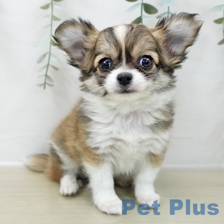 千葉県のチワワ(ロング) (ペットプラス 幕張新都心店/2025年10月30日生まれ/男の子/レッドホワイト)の子犬の2枚目の画像