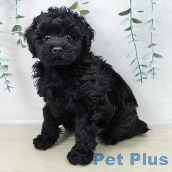 千葉県のトイプードル(トイ) (ペットプラス 幕張新都心店/2025年11月8日生まれ/男の子/ブラック)の子犬の2枚目の画像