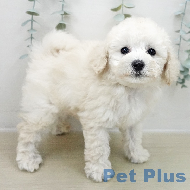 茨城県のトイプードル(トイ) (ペットプラス つくば店/2025年11月8日生まれ/男の子/ホワイト)の子犬の2枚目の画像
