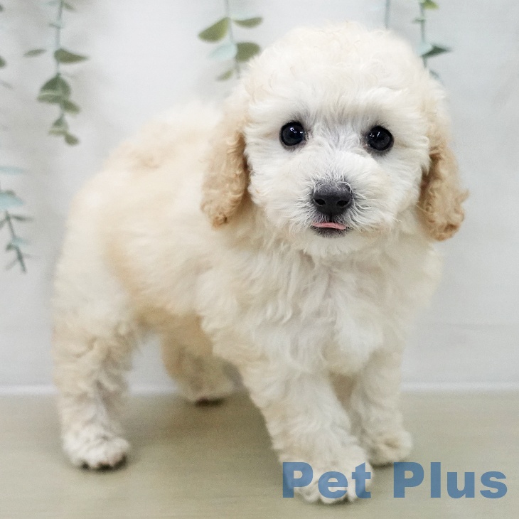千葉県のトイプードル(トイ) (ペッツワン 千葉ニュータウン店/2025年11月8日生まれ/女の子/ホワイト)の子犬の2枚目の画像