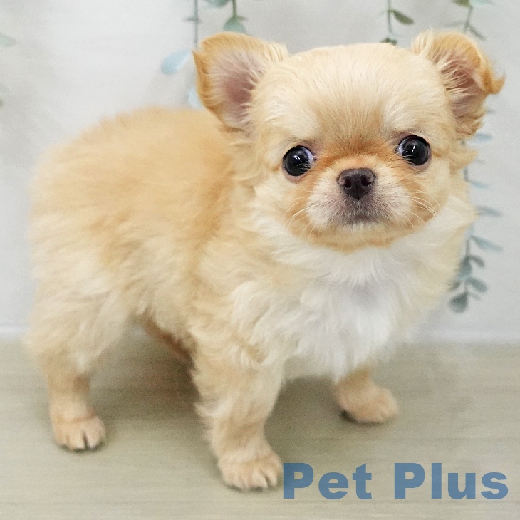 東京都のチワワ(ロング) (ペットプラス むさし村山店/2025年11月6日生まれ/男の子/クリームホワイト)の子犬の1枚目の画像
