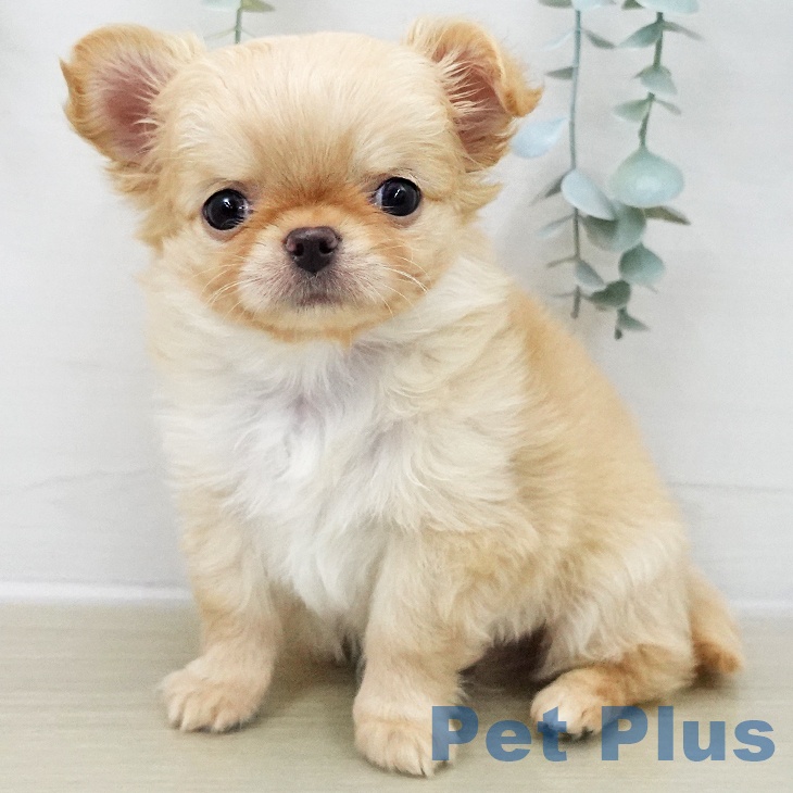 東京都のチワワ(ロング) (ペットプラス むさし村山店/2025年11月6日生まれ/男の子/クリームホワイト)の子犬の2枚目の画像