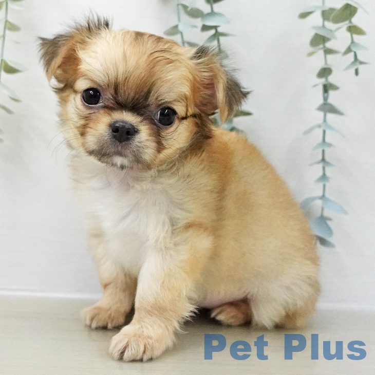 東京都のチワワ(ロング) (ペットプラス むさし村山店/2025年11月6日生まれ/女の子/フォーン)の子犬の1枚目の画像