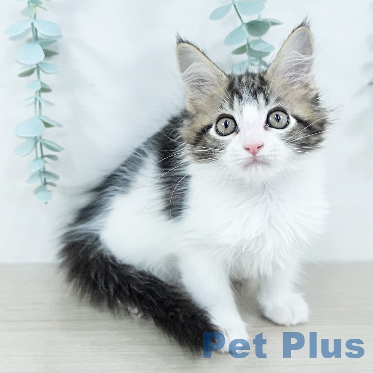 神奈川県のメインクーン (ペッツワン 横須賀久里浜店/2025年10月26日生まれ/男の子/ブラウンタビーホワイト)の子猫の1枚目の画像