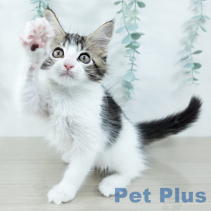 神奈川県のメインクーン (ペッツワン 横須賀久里浜店/2025年10月26日生まれ/男の子/ブラウンタビーホワイト)の子猫の2枚目の画像