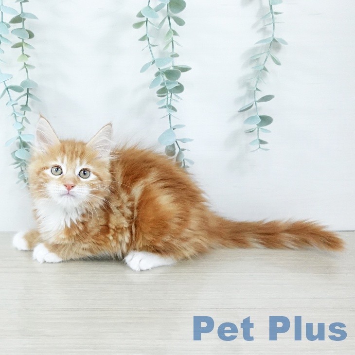 千葉県のメインクーン (ペットプラス 幕張新都心店/2025年11月5日生まれ/男の子/レッドタビーホワイト)の子猫の1枚目の画像