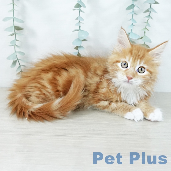 千葉県のメインクーン (ペットプラス 幕張新都心店/2025年11月5日生まれ/男の子/レッドタビーホワイト)の子猫の2枚目の画像