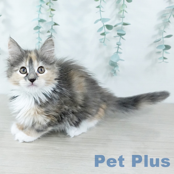 神奈川県のメインクーン (ペットプラス 天王町店/2025年11月5日生まれ/女の子/ブルーパッチドタビーホワイト)の子猫の2枚目の画像