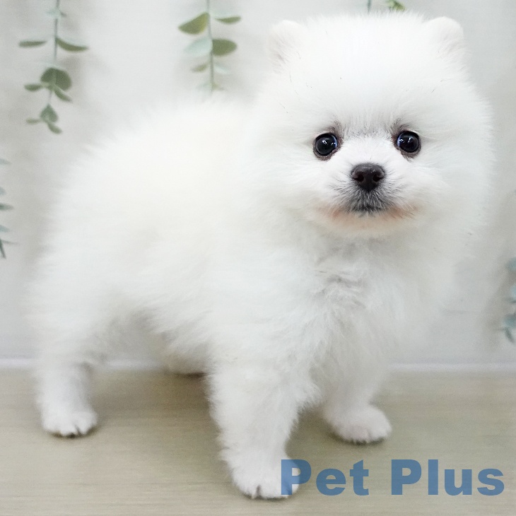 茨城県のポメラニアン (ペットプラス つくば店/2025年11月8日生まれ/男の子/ホワイトクリーム)の子犬の1枚目の画像