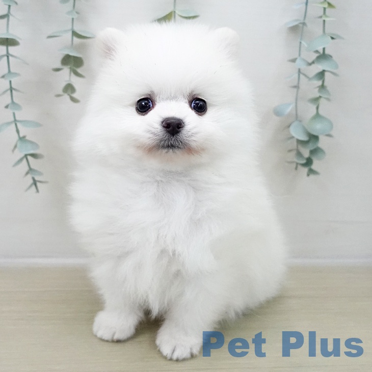 茨城県のポメラニアン (ペットプラス つくば店/2025年11月8日生まれ/男の子/ホワイトクリーム)の子犬の2枚目の画像