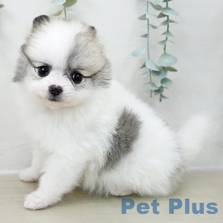 千葉県のポメラニアン (ペットプラス 船橋店/2025年11月8日生まれ/女の子/ホワイトクリーム)の子犬の2枚目の画像