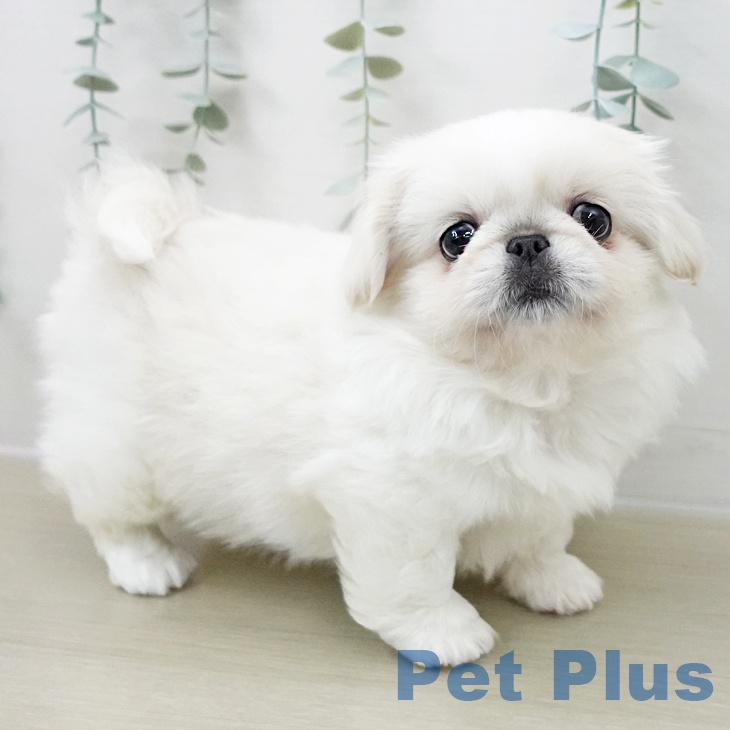 茨城県のペキニーズ (ペットプラス つくば店/2025年11月5日生まれ/女の子/クリームホワイト)の子犬の1枚目の画像