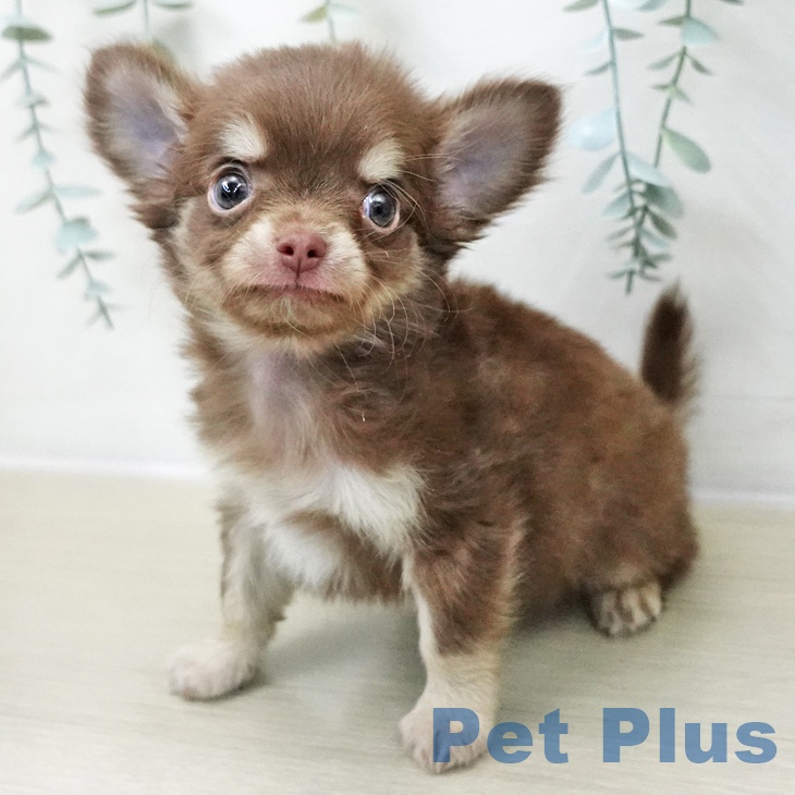 東京都のチワワ(ロング) (ペットプラス 日の出店/2025年11月7日生まれ/男の子/チョコレートタン)の子犬の1枚目の画像