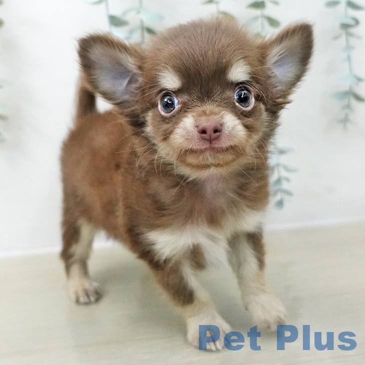 東京都のチワワ(ロング) (ペットプラス 日の出店/2025年11月7日生まれ/男の子/チョコレートタン)の子犬の2枚目の画像