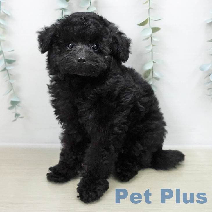 東京都のトイプードル(トイ) (ペットプラス アクアシティお台場店/2025年10月31日生まれ/男の子/ブラック)の子犬の1枚目の画像