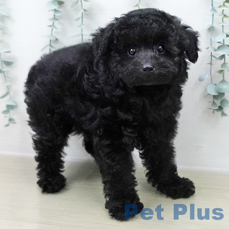 東京都のトイプードル(トイ) (ペットプラス アクアシティお台場店/2025年10月31日生まれ/男の子/ブラック)の子犬の2枚目の画像