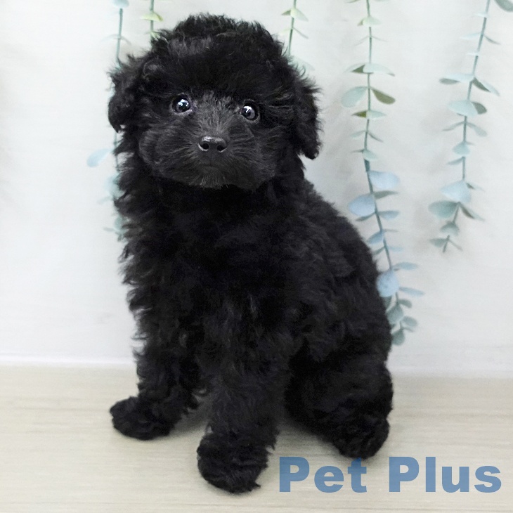 千葉県のトイプードル(トイ) (ペットプラス 幕張新都心店/2025年10月31日生まれ/女の子/ブラック)の子犬の1枚目の画像