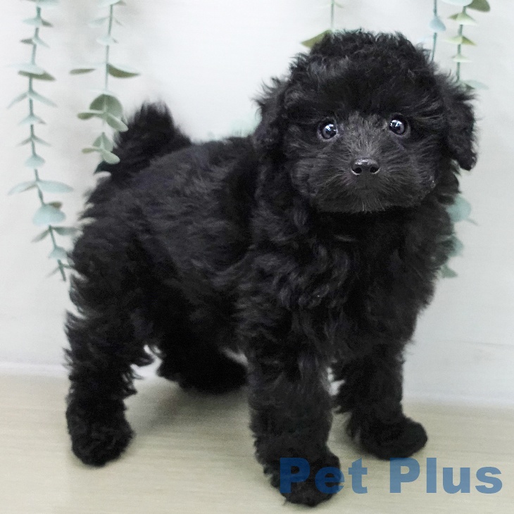 千葉県のトイプードル(トイ) (ペットプラス 幕張新都心店/2025年10月31日生まれ/女の子/ブラック)の子犬の2枚目の画像