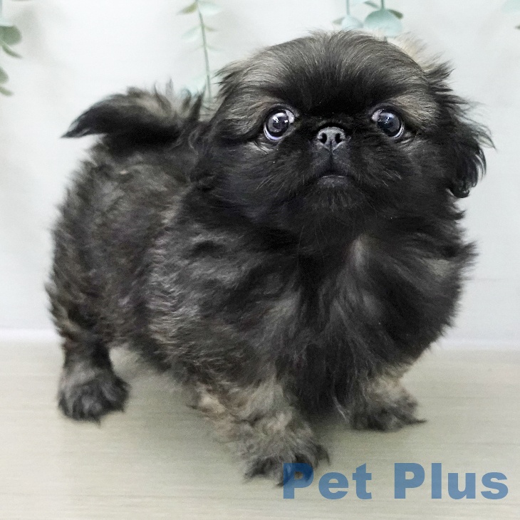 埼玉県のペキニーズ (ペットプラス ららぽーと富士見店/2025年10月25日生まれ/男の子/フォーン)の子犬の2枚目の画像