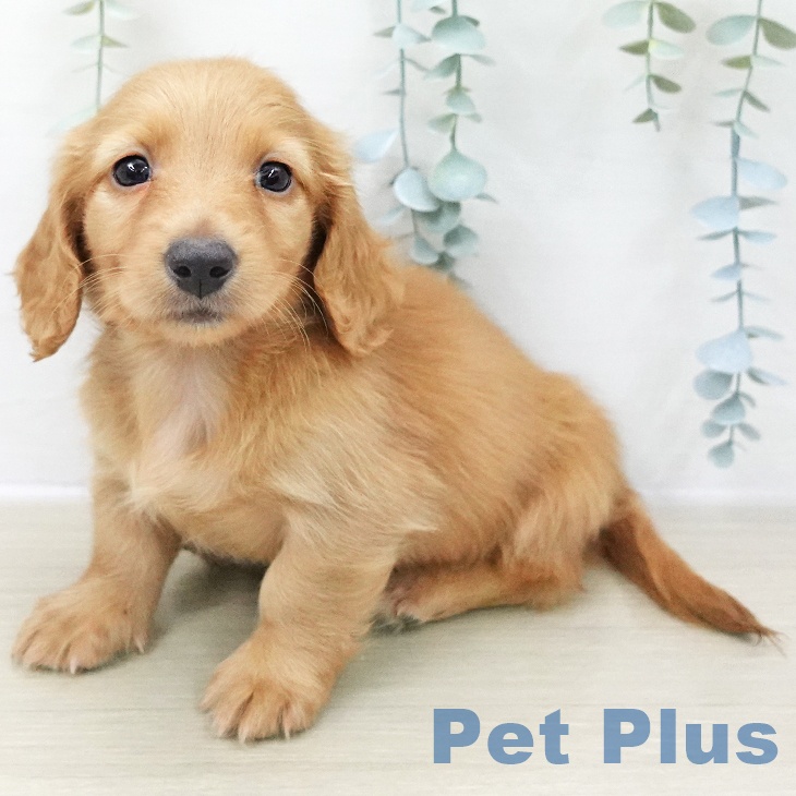 長野県のミニチュアダックスフンド(ロング) (ペットプラス 須坂店/2025年11月6日生まれ/男の子/レッド)の子犬の2枚目の画像