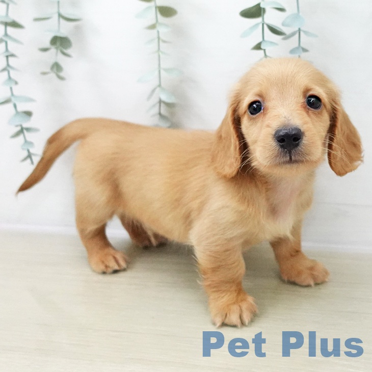 神奈川県のミニチュアダックスフンド(ロング) (ペットプラス ゆめが丘ソラトス店/2025年11月6日生まれ/男の子/レッド)の子犬の1枚目の画像