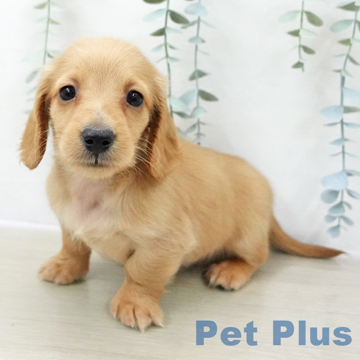 神奈川県のミニチュアダックスフンド(ロング) (ペットプラス ゆめが丘ソラトス店/2025年11月6日生まれ/男の子/レッド)の子犬の2枚目の画像