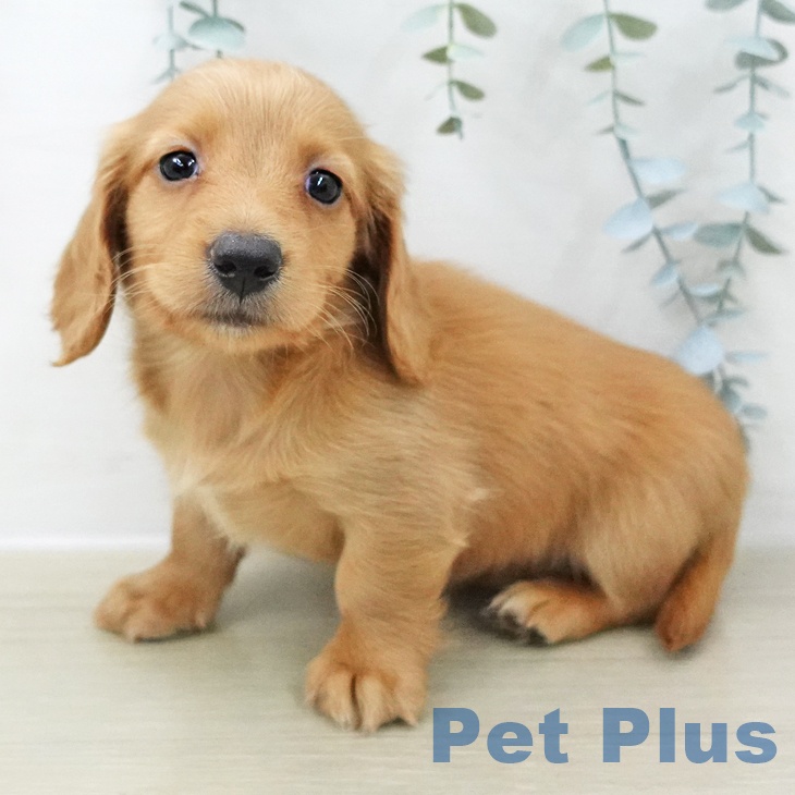 長野県のミニチュアダックスフンド(ロング) (ペットプラス 長野店/2025年11月6日生まれ/男の子/レッド)の子犬の1枚目の画像