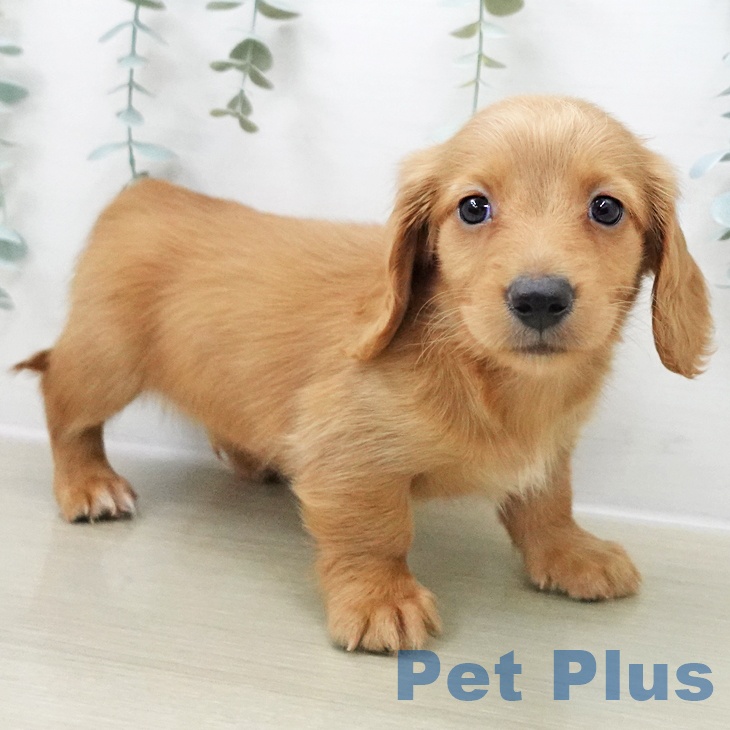 長野県のミニチュアダックスフンド(ロング) (ペットプラス 長野店/2025年11月6日生まれ/男の子/レッド)の子犬の2枚目の画像