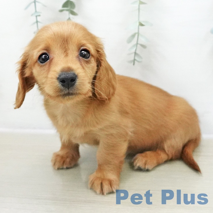 山梨県のミニチュアダックスフンド(ロング) (ペットプラス 甲府昭和店/2025年11月6日生まれ/女の子/レッド)の子犬の1枚目の画像