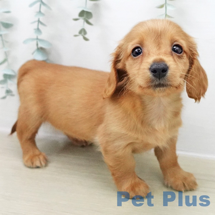 山梨県のミニチュアダックスフンド(ロング) (ペットプラス 甲府昭和店/2025年11月6日生まれ/女の子/レッド)の子犬の2枚目の画像