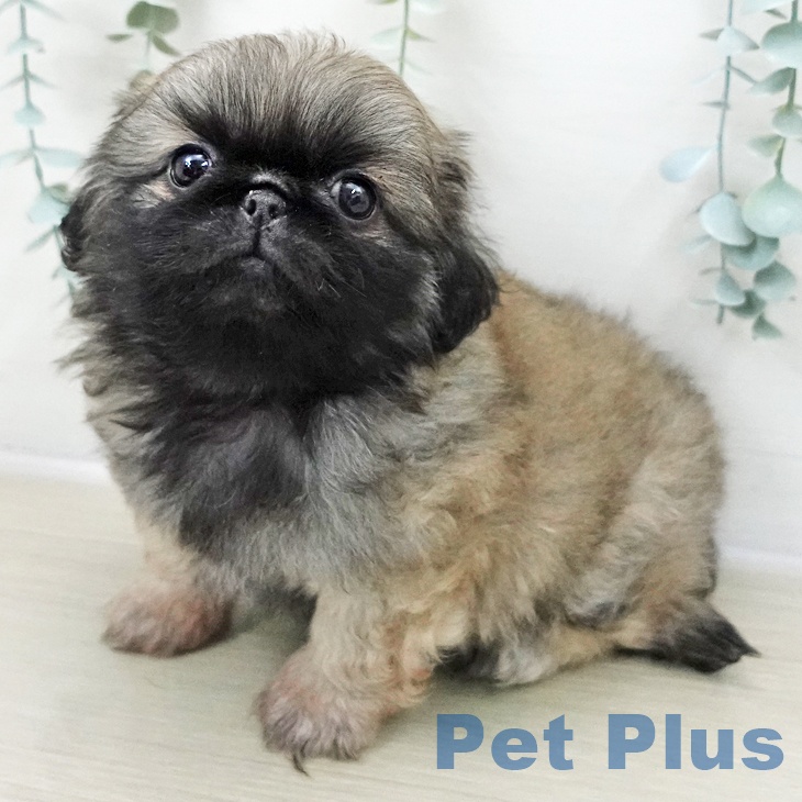 茨城県のペキニーズ (ペットプラス つくば店/2025年11月8日生まれ/男の子/フォーン)の子犬の1枚目の画像