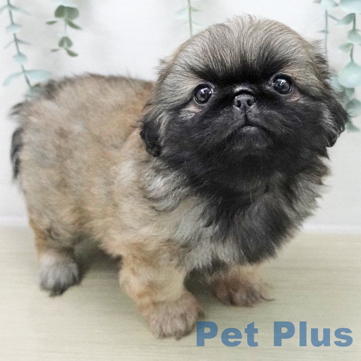 茨城県のペキニーズ (ペットプラス つくば店/2025年11月8日生まれ/男の子/フォーン)の子犬の2枚目の画像